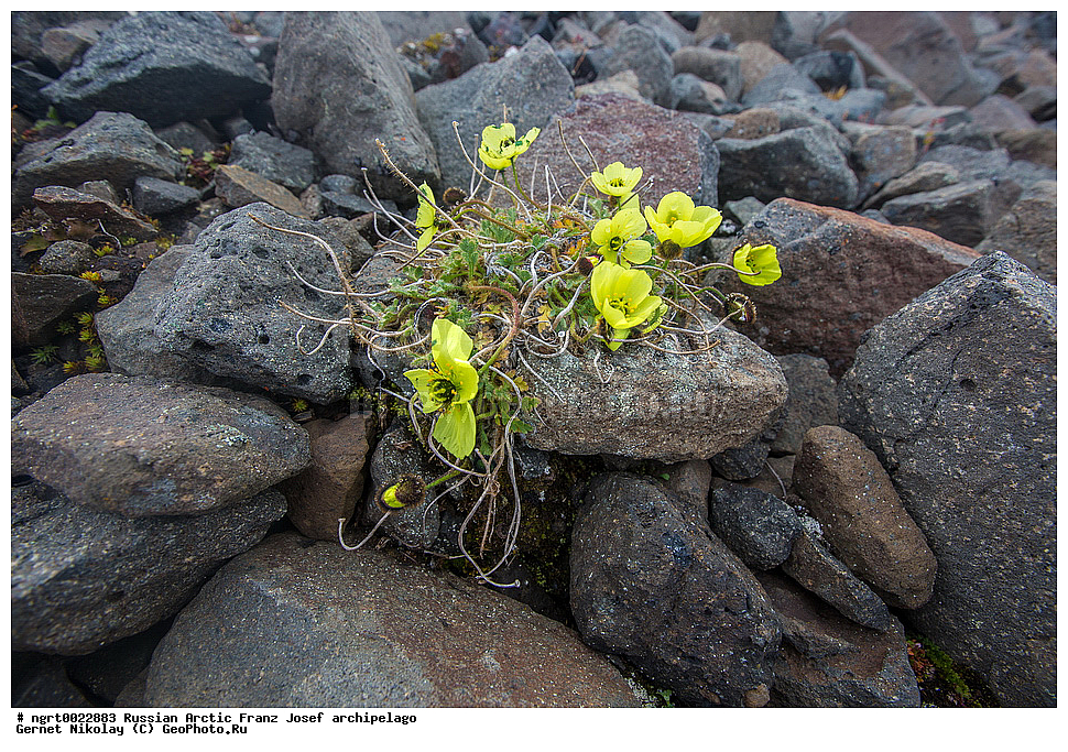 ��������, ���������, ����� ������-������, �������, ������� ������, ���������� �������, ��������� ����, ������� ������, ���������� �������, ��������� ����, ���, �������� ��������� �����, ������ ��������, �����, ���������� ��������, ������������ ��������, ������������ ��������, ������, �����, XYZ, �������, Papaveraceae, ��� �����������, Papaver lapponicum