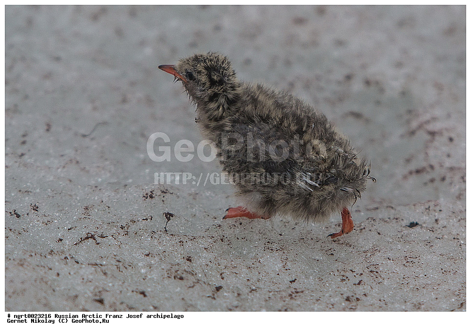 �����, ���������, ����� ������-������, �������, ������� ������, ���������� �������, ��������� ����, ������� ������, ���������� �������, ��������� ����, ��������, ��������, �����, �����, ��������, �����������, ������� �����, ������� �����, XYZ, ���������, Sternidae, �������� ������, Sterna paradisaea, ���, �������� ��������� �����