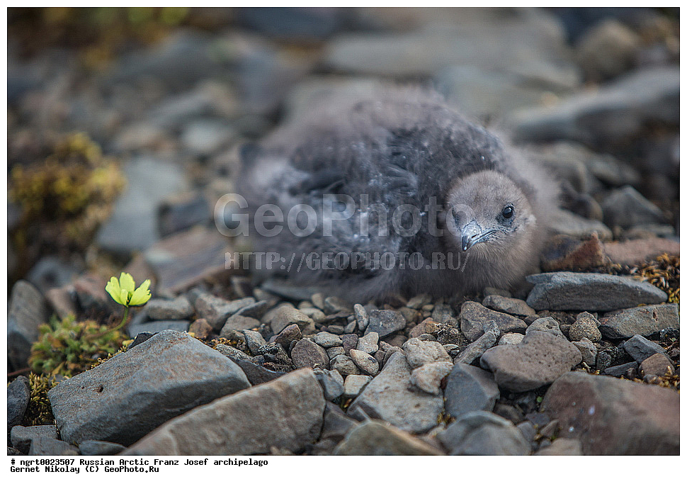 �����, ���������, ����� ������-������, �������, ������� ������, ���������� �������, ��������� ����, ������� ������, ���������� �������, ��������� ����, ��������, ��������, �����, �����, ��������, �����������, ������� �����, ������� �����, XYZ, ������������, Stercorariidae, �������������� ��������, Stercorarius parasiticus, ���, �������� ��������� �����