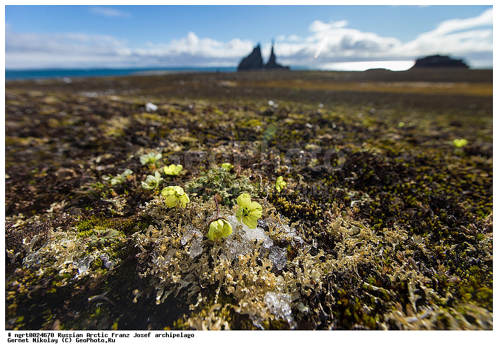 ��������, ���������, ����� ������-������, �������, ������� ������, ���������� �������, ��������� ����, ������� ������, ���������� �������, ��������� ����, ���, �������� ��������� �����, ������ ��������, �����, ���������� ��������, ������������ ��������, ������������ ��������, ������, �����, XYZ, �������, Papaveraceae, ��� �����������, Papaver lapponicum