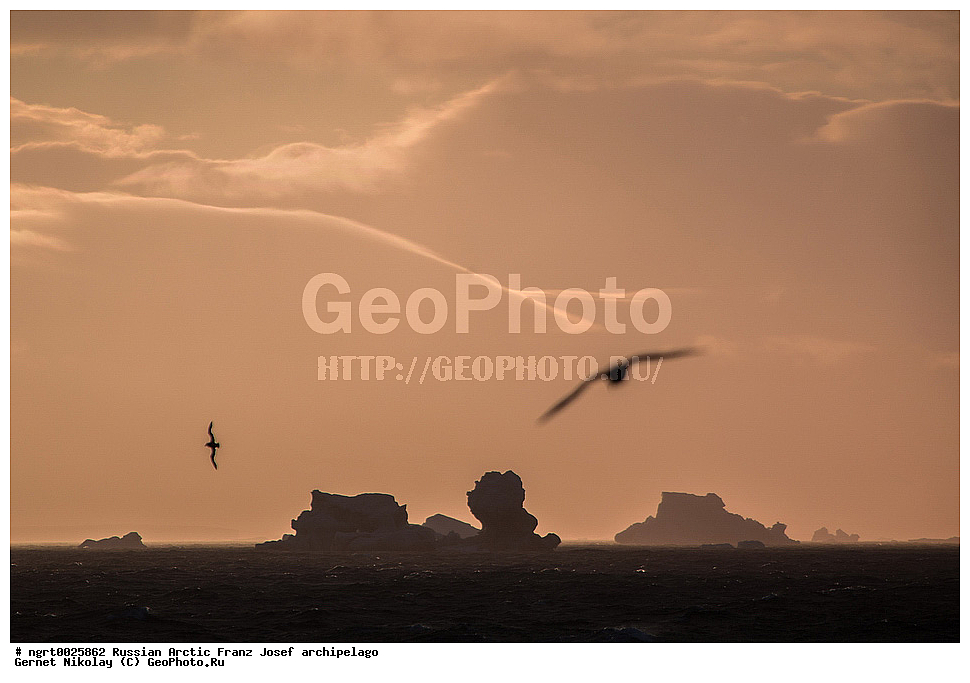 �����, ���������, ����� ������-������, �������, ������� ������, ���������� �������, ��������� ����, ������� ������, ���������� �������, ��������� ����, ��������, ��������, �����, �����, ��������, �����������, ������� �����, ������� �����, XYZ, ���������������, Procellariidae, ������, Fulmarus glacialis, ���, �������� ��������� �����