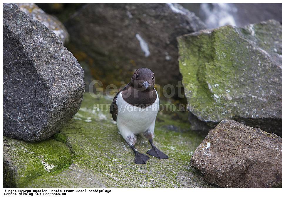 �����, ���������, ����� ������-������, �������, ������� ������, ���������� �������, ��������� ����, ������� ������, ���������� �������, ��������� ����, ��������, ��������, �����, �����, ��������, �����������, ������� �����, ������� �����, ������ �����, �������, XYZ, ����������, Alcidae, �����, ����� �������, Alle alle, Plautus alle, ���, �������� ��������� �����