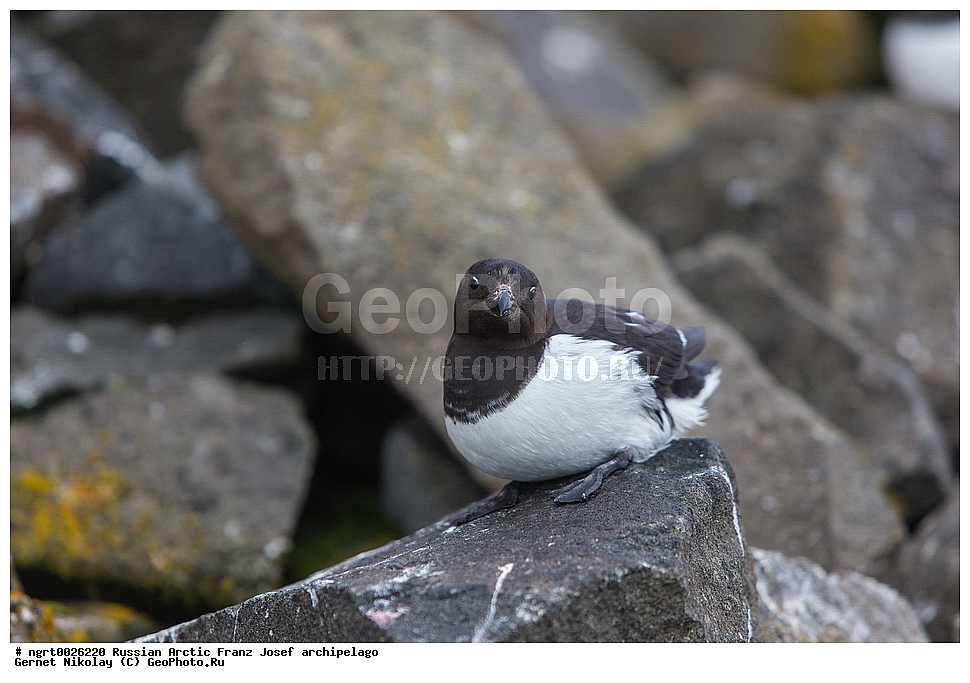 �����, ���������, ����� ������-������, �������, ������� ������, ���������� �������, ��������� ����, ������� ������, ���������� �������, ��������� ����, ��������, ��������, �����, �����, ��������, �����������, ������� �����, ������� �����, ������ �����, �������, XYZ, ����������, Alcidae, �����, ����� �������, Alle alle, Plautus alle, ���, �������� ��������� �����