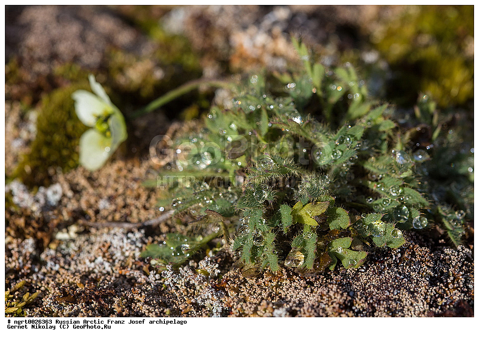 ��������, ���������, ����� ������-������, �������, ������� ������, ���������� �������, ��������� ����, ������� ������, ���������� �������, ��������� ����, ���, �������� ��������� �����, ������ ��������, �����, ���������� ��������, ������������ ��������, ������������ ��������, ������, �����, XYZ, �������, Papaveraceae, ��� �����������, Papaver lapponicum