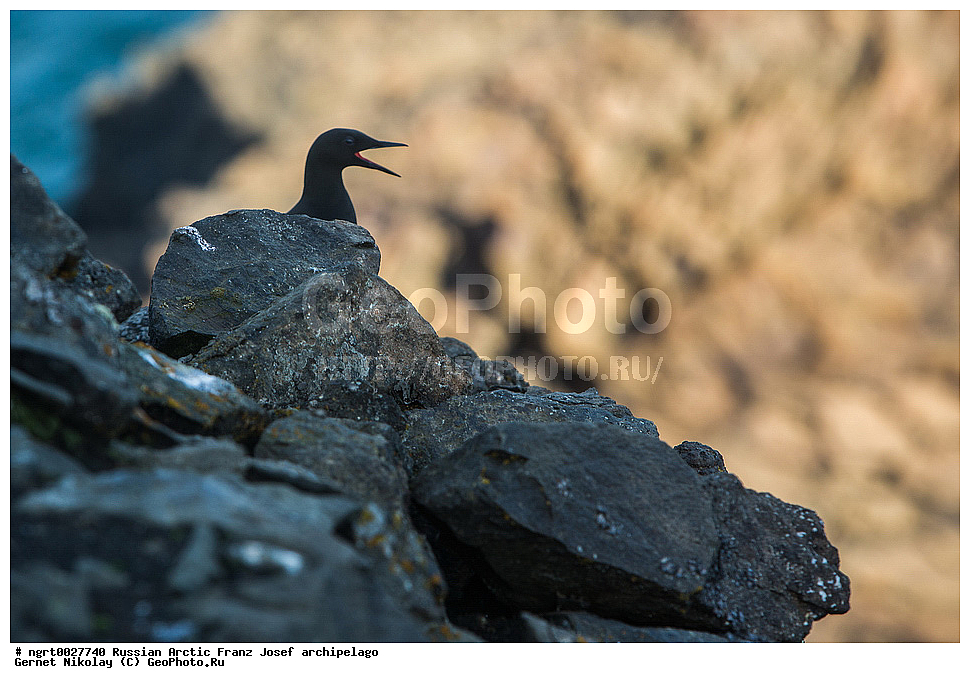 �����, ���������, ����� ������-������, �������, ������� ������, ���������� �������, ��������� ����, ������� ������, ���������� �������, ��������� ����, ��������, ��������, �����, �����, ��������, �����������, ������� �����, ������� �����, XYZ, ����������, Alcidae, ������������ ������, Cepphus grylle, ���, �������� ��������� �����