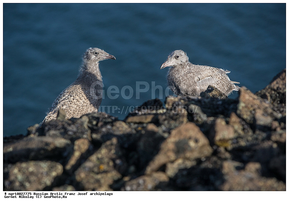 �����, ���������, ����� ������-������, �������, ������� ������, ���������� �������, ��������� ����, ������� ������, ���������� �������, ��������� ����, ��������, ��������, �����, �����, ��������, �����������, ������� �����, ������� �����, XYZ, ��������, Laridae, ����������, Larus hyperboreus, ���, �������� ��������� �����