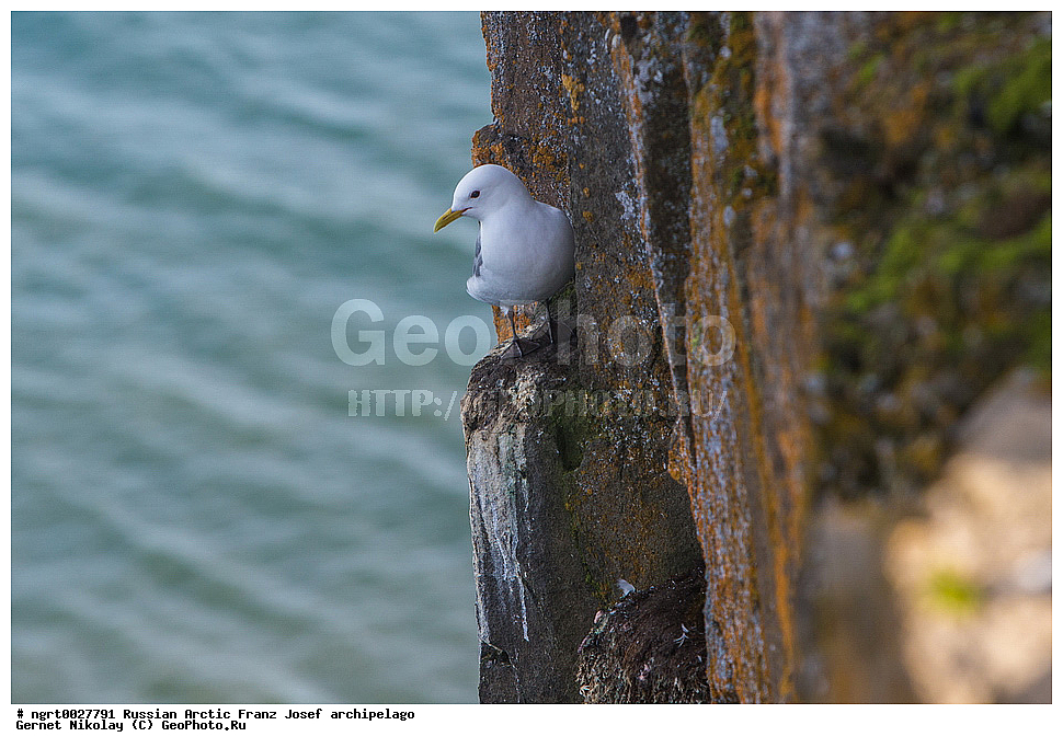 �����, ���������, ����� ������-������, �������, ������� ������, ���������� �������, ��������� ����, ������� ������, ���������� �������, ��������� ����, ��������, ��������, �����, �����, ��������, �����������, ������� �����, ������� �����, ������ �����, �������, XYZ, ��������, Laridae, ������, Rissa tridactyla, ���, �������� ��������� �����