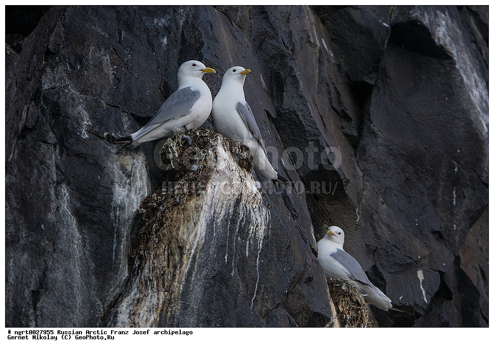 �����, ���������, ����� ������-������, �������, ������� ������, ���������� �������, ��������� ����, ������� ������, ���������� �������, ��������� ����, ��������, ��������, �����, �����, ��������, �����������, ������� �����, ������� �����, ������ �����, �������, XYZ, ��������, Laridae, ������, Rissa tridactyla, ���, �������� ��������� �����