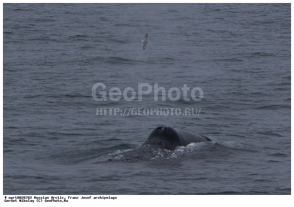 ����� �����, ���������, �������, ���, ������� ������, ���������� �������, ��������� ����, ������� ������, ���������� �������, ��������� ����, ���, �������� ��������� �����, ���, ����� ������ ������, ��������, ��������, �������������, �������������, �����, �����, ������� �������������, ������� �������������, ������� �����, �������, XYZ, ������� ����, Balaenidae, ������������ ���, �������� ���, Balaena mysticetus