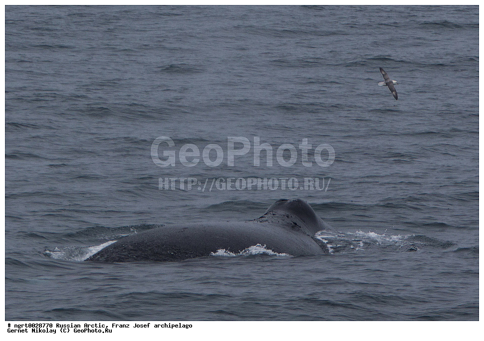 ����� �����, ���������, �������, ���, ������� ������, ���������� �������, ��������� ����, ������� ������, ���������� �������, ��������� ����, ���, �������� ��������� �����, ���, ����� ������ ������, ��������, ��������, �������������, �������������, �����, �����, ������� �������������, ������� �������������, ������� �����, �������, XYZ, ������� ����, Balaenidae, ������������ ���, �������� ���, Balaena mysticetus