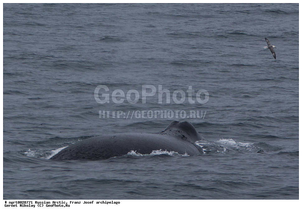 ����� �����, ���������, �������, ���, ������� ������, ���������� �������, ��������� ����, ������� ������, ���������� �������, ��������� ����, ���, �������� ��������� �����, ���, ����� ������ ������, ��������, ��������, �������������, �������������, �����, �����, ������� �������������, ������� �������������, ������� �����, �������, XYZ, ������� ����, Balaenidae, ������������ ���, �������� ���, Balaena mysticetus