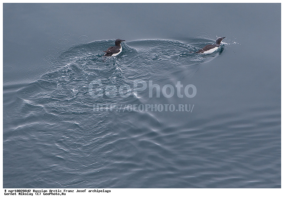 �����, ���������, ����� ������-������, �������, ������� ������, ���������� �������, ��������� ����, ������� ������, ���������� �������, ��������� ����, ��������, ��������, �����, �����, ��������, �����������, ������� �����, ������� �����, XYZ, ����������, Alcidae, ������������ �����, ������������� �����, Uria lomvia, ���, �������� ��������� �����