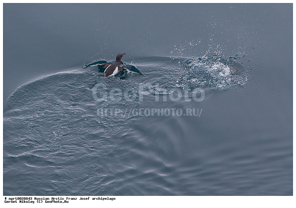 �����, ���������, ����� ������-������, �������, ������� ������, ���������� �������, ��������� ����, ������� ������, ���������� �������, ��������� ����, ��������, ��������, �����, �����, ��������, �����������, ������� �����, ������� �����, XYZ, ����������, Alcidae, ������������ �����, ������������� �����, Uria lomvia, ���, �������� ��������� �����