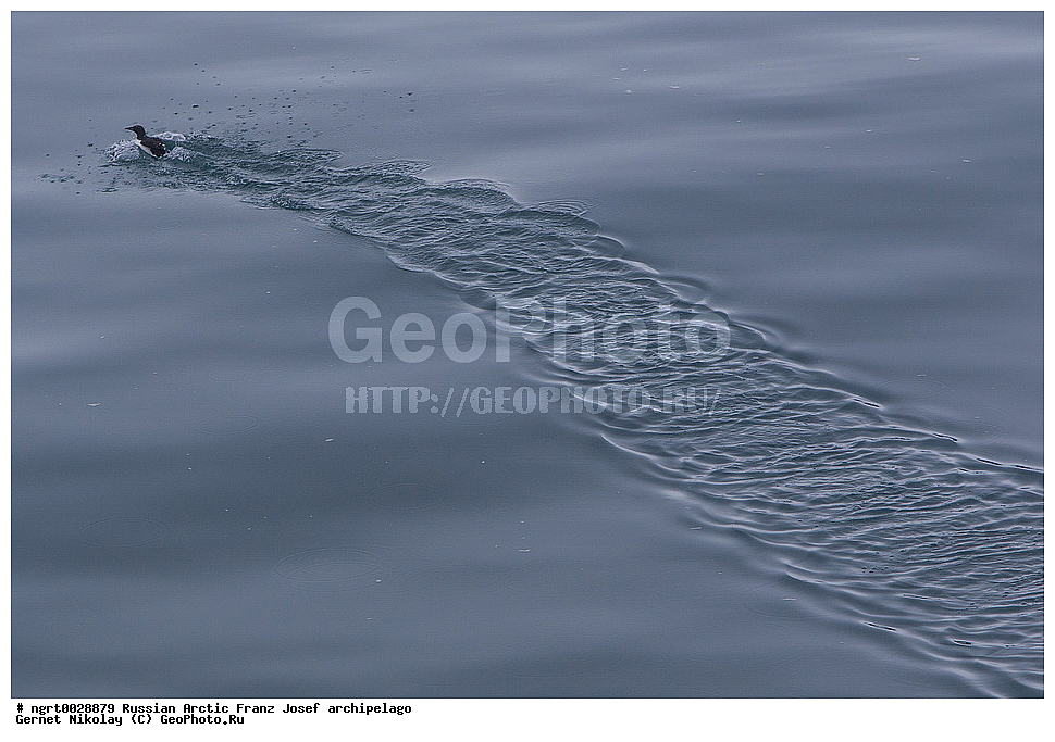 �����, ���������, ����� ������-������, �������, ������� ������, ���������� �������, ��������� ����, ������� ������, ���������� �������, ��������� ����, ��������, ��������, �����, �����, ��������, �����������, ������� �����, ������� �����, XYZ, ����������, Alcidae, ������������ �����, ������������� �����, Uria lomvia, ���, �������� ��������� �����