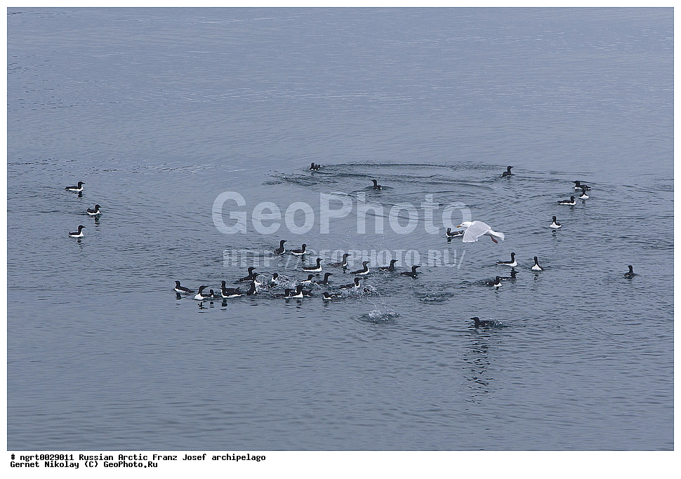 �����, ���������, ����� ������-������, �������, ������� ������, ���������� �������, ��������� ����, ������� ������, ���������� �������, ��������� ����, ��������, ��������, �����, �����, ��������, �����������, ������� �����, ������� �����, XYZ, ����������, Alcidae, ������������ �����, ������������� �����, Uria lomvia, ���, �������� ��������� �����