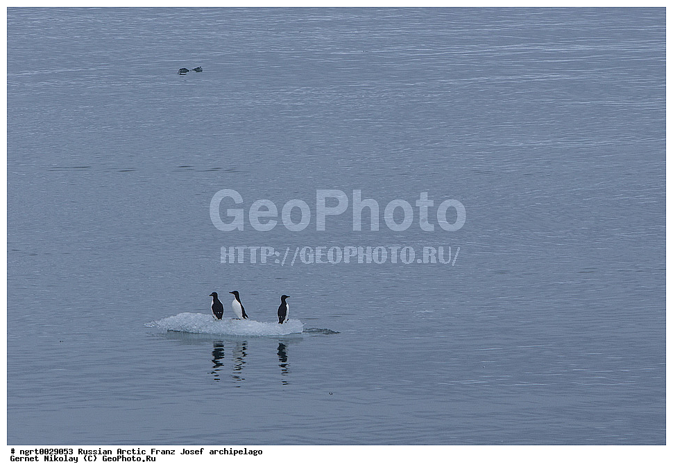 �����, ���������, ����� ������-������, �������, ������� ������, ���������� �������, ��������� ����, ������� ������, ���������� �������, ��������� ����, ��������, ��������, �����, �����, ��������, �����������, ������� �����, ������� �����, XYZ, ����������, Alcidae, ������������ �����, ������������� �����, Uria lomvia, ���, �������� ��������� �����