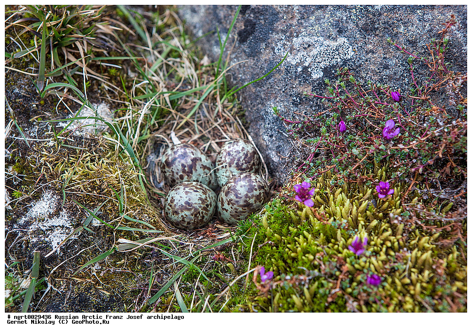 �����, ���������, ����� ������-������, �������, ������� ������, ���������� �������, ��������� ����, ������� ������, ���������� �������, ��������� ����, ��������, ��������, �����, �����, ��������, �����������, ������� �����, ������� �����, XYZ, ���������, Sternidae, �������� ������, Sterna paradisaea, ���, �������� ��������� �����