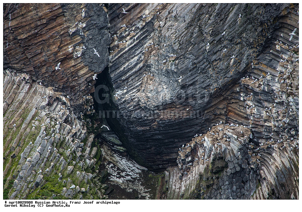 �����, ������ ������, ���������, �������, ������� ������, ���������� �������, ��������� ����, ������� ������, ���������� �������, ��������� ����, ���, �������� ��������� �����, ��������, ��������, �����, �����, ��������, �����������, ������� �����, ������� �����, ������ �����, �������, XYZ, ��������, Laridae, ������, Rissa tridactyla, ����������, Alcidae, ������������ �����, ������������� �����, Uria lomvia, 