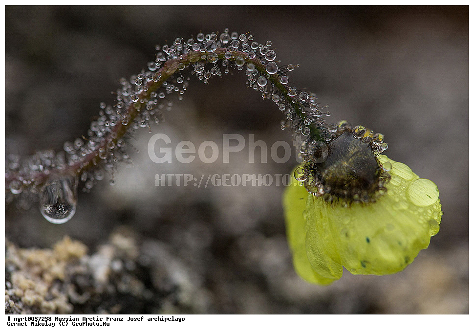 ��������, ���������, ����� ������-������, �������, ������� ������, ���������� �������, ��������� ����, ������� ������, ���������� �������, ��������� ����, ���, �������� ��������� �����, ������ ��������, �����, ���������� ��������, ������������ ��������, ������������ ��������, ������, �����, XYZ, �������, Papaveraceae, ��� �����������, Papaver lapponicum