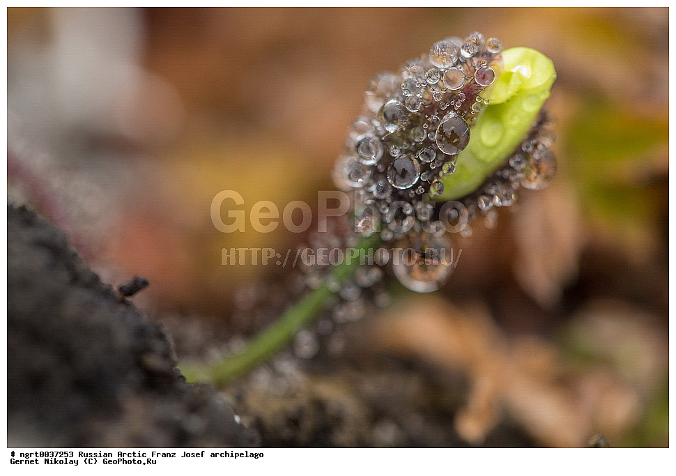 ��������, ���������, ����� ������-������, �������, ������� ������, ���������� �������, ��������� ����, ������� ������, ���������� �������, ��������� ����, ���, �������� ��������� �����, ������ ��������, �����, ���������� ��������, ������������ ��������, ������������ ��������, ������, �����, XYZ, �������, Papaveraceae, ��� �����������, Papaver lapponicum