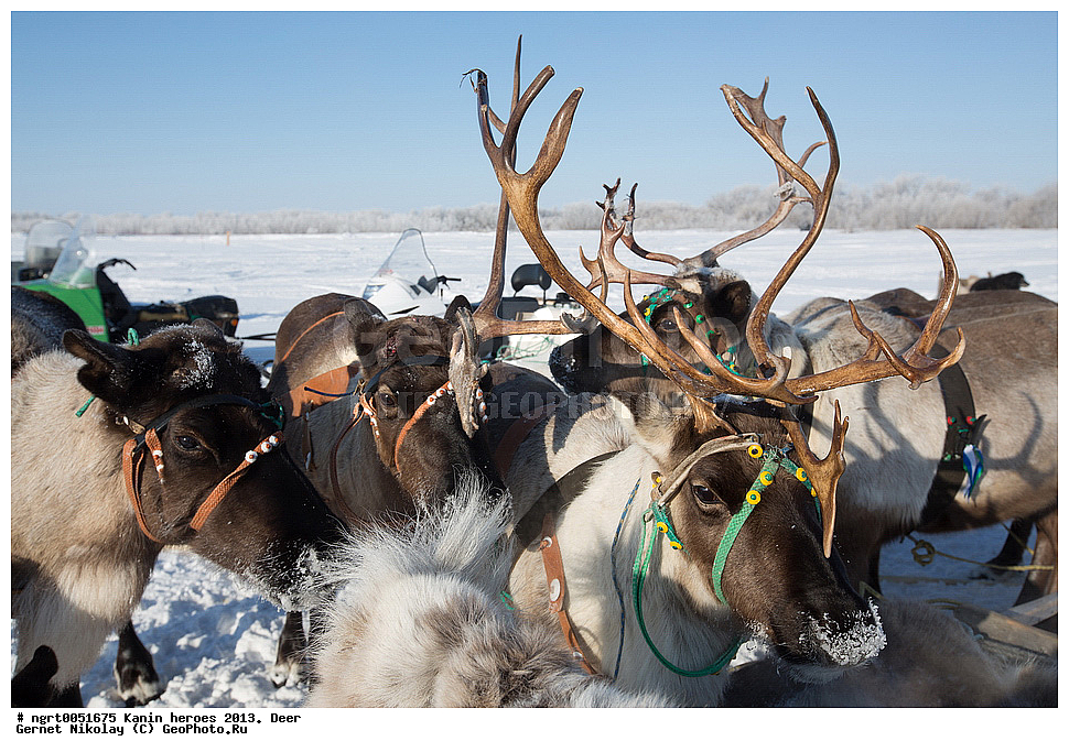 ��������� ��������, ���������, ������������, �����, �����