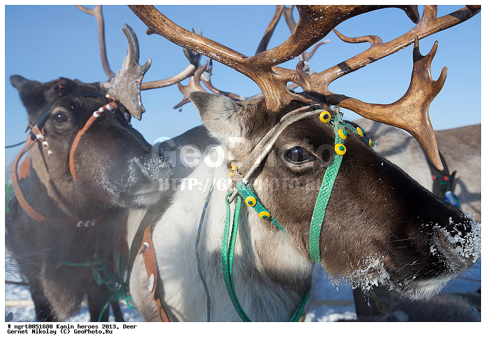 ��������� ��������, ���������, ������������, �����, �����