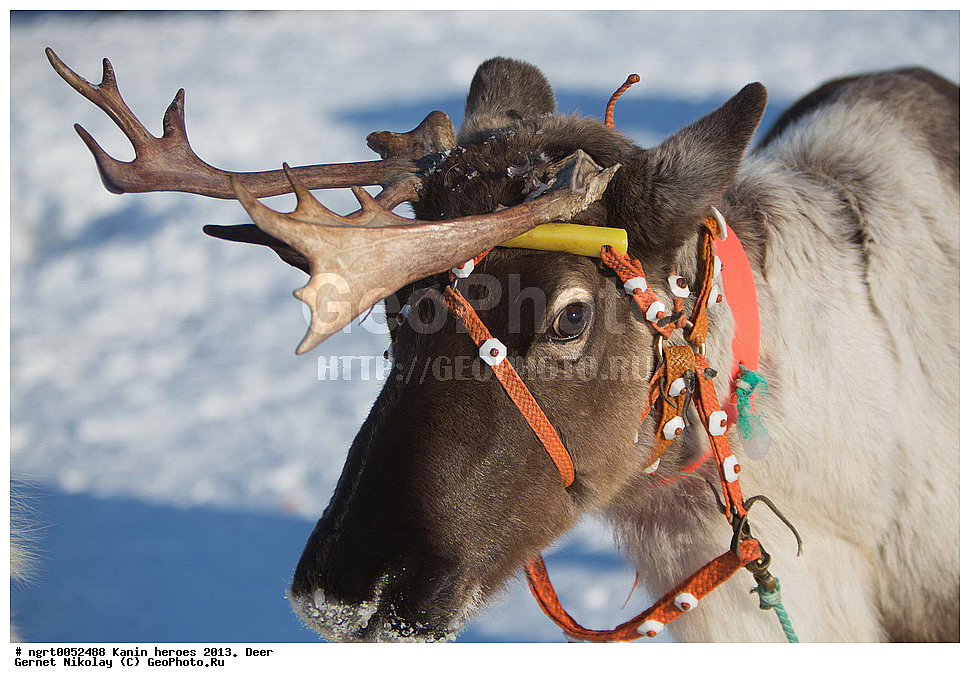 ��������� ��������, ���������, ������������, �����, �����