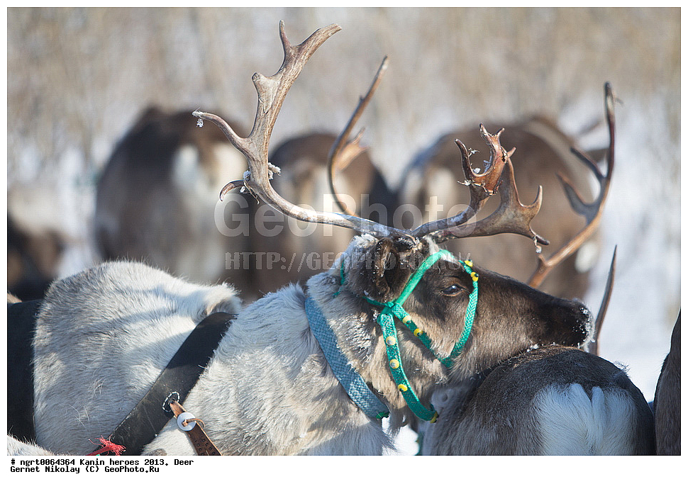 ��������� ��������, ���������, ������������, �����, �����