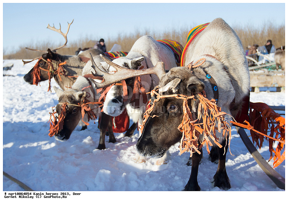 ��������� ��������, ���������, ������������, �����, �����