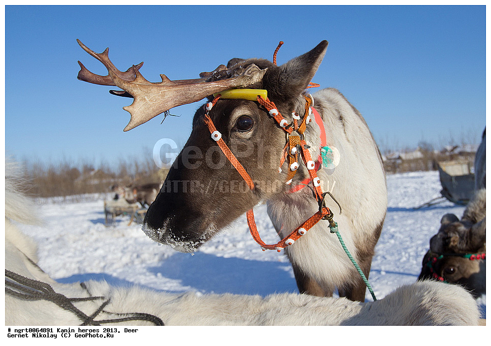 ��������� ��������, ���������, ������������, �����, �����