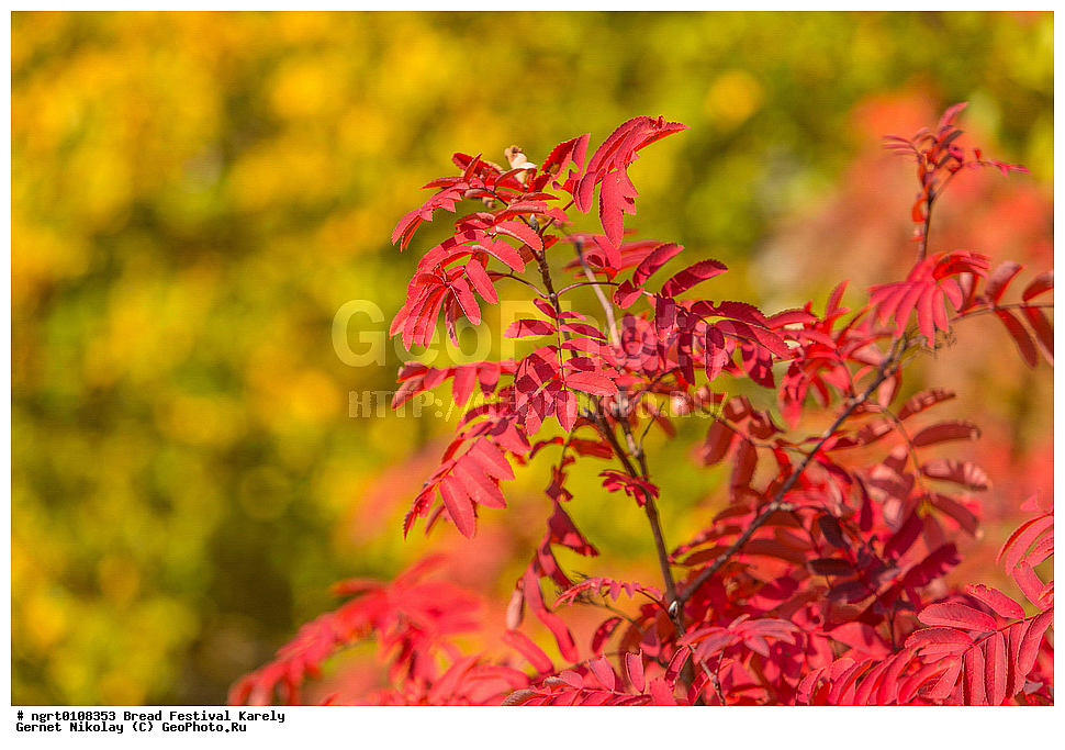 ������� ���������, ������, �������� �����, ����� ������, ���������