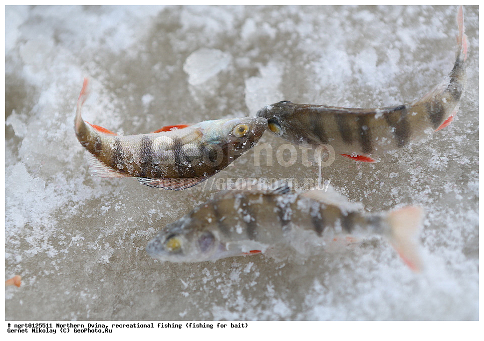 �������� �����, �������, ����� ����, ����� ���� �� ������,  �����������, �����, �����, �� ����