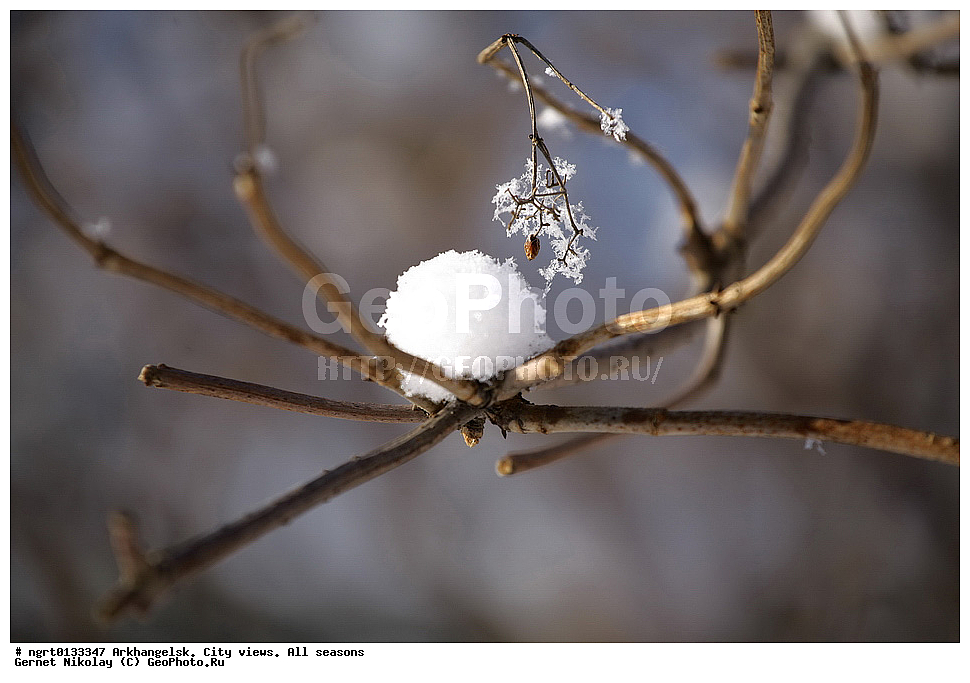 �����������, ����, �����, ������, ���� ������, �����������