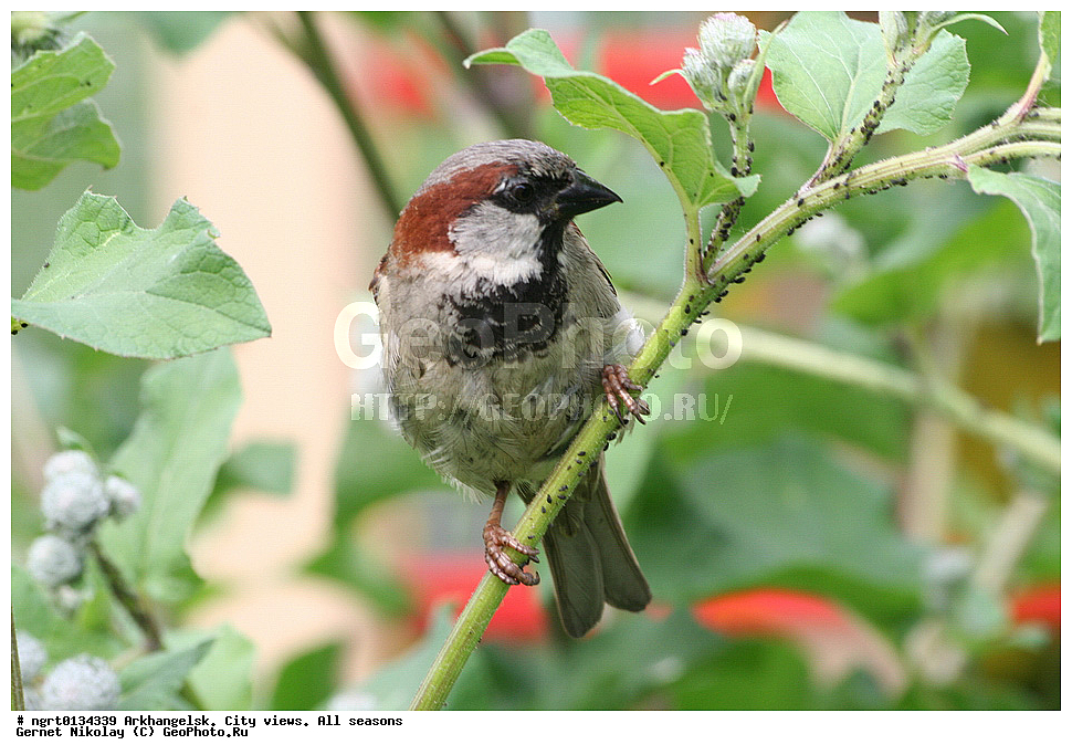 ����, ���� ������, ������, �����������, �����, �����������