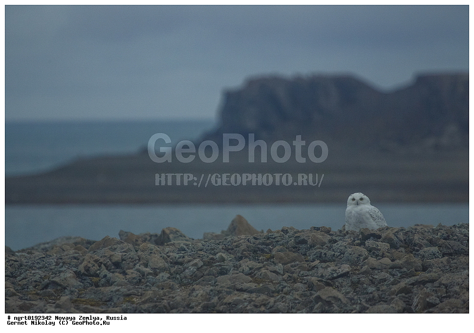 �������, ��������, ���������, �����, ���������, ������, �������� ���������� �����, �������� ��, ��� �������, ����� �����, ��������� ����, ������� ����, ��������, ��������, �����, �����, ��������, �����������, ������ �����, ������ �����, XYZ, �������, ��������� ����, Strigidae, Nyctea scandiaca, Bubo scandiacus