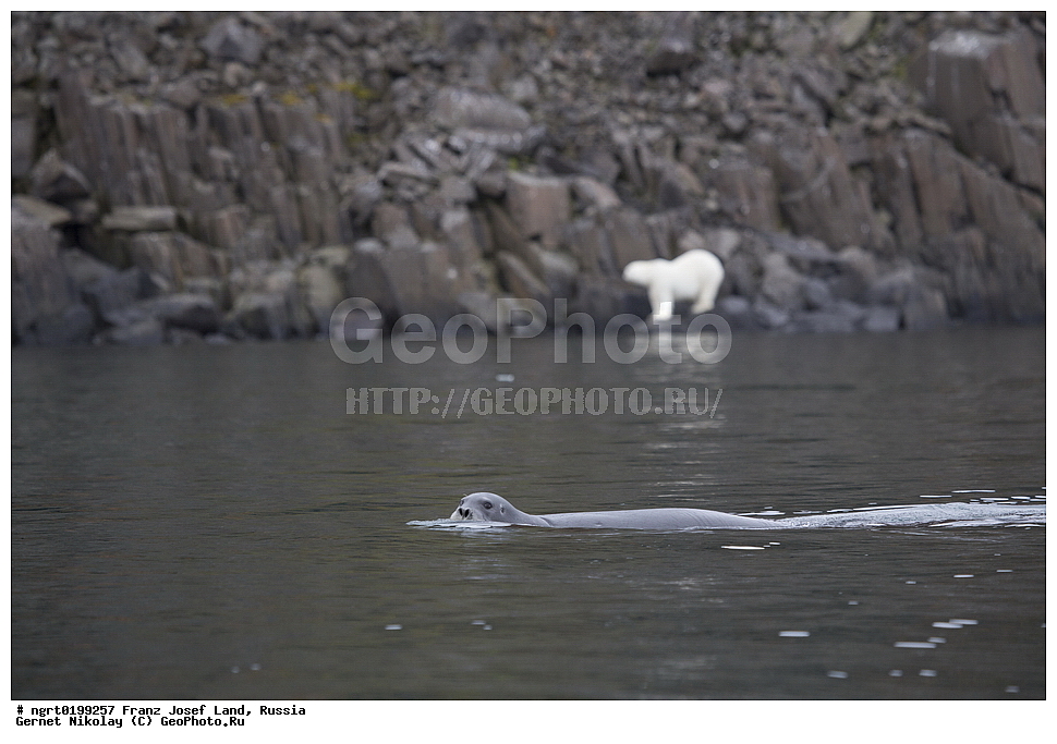  ������������� �������, �������, �������� ��������� �����, ���������, ���, ����� ������ ������, ������, ���������� �������, ��������, ��������, ������� �������������, ������� �������������, ������� �����, ������� �����, XYZ, ��������� ������, Phocidae, �������� ������, ������, ������� ����, Erignathus barbatus