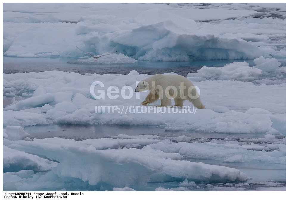  ������������� �������, �������, �������� ��������� �����, ���������, ���, ����� ������ ������, ������, ������ ��������, ��������, ��������, ������� �������������, ������� �������������, ������� �����, ������� �����, XYZ, ��������, Ursidae, ����� �������, �������� �������, �������� �������, ������� �������, �����, �����, ����, Ursus maritimus, Thalarctos maritimus, �������, ������