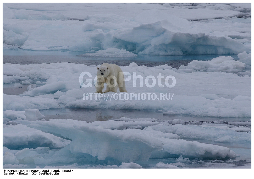  ������������� �������, �������, �������� ��������� �����, ���������, ���, ����� ������ ������, ������, ������ ��������, ��������, ��������, ������� �������������, ������� �������������, ������� �����, ������� �����, XYZ, ��������, Ursidae, ����� �������, �������� �������, �������� �������, ������� �������, �����, �����, ����, Ursus maritimus, Thalarctos maritimus, �������, ������