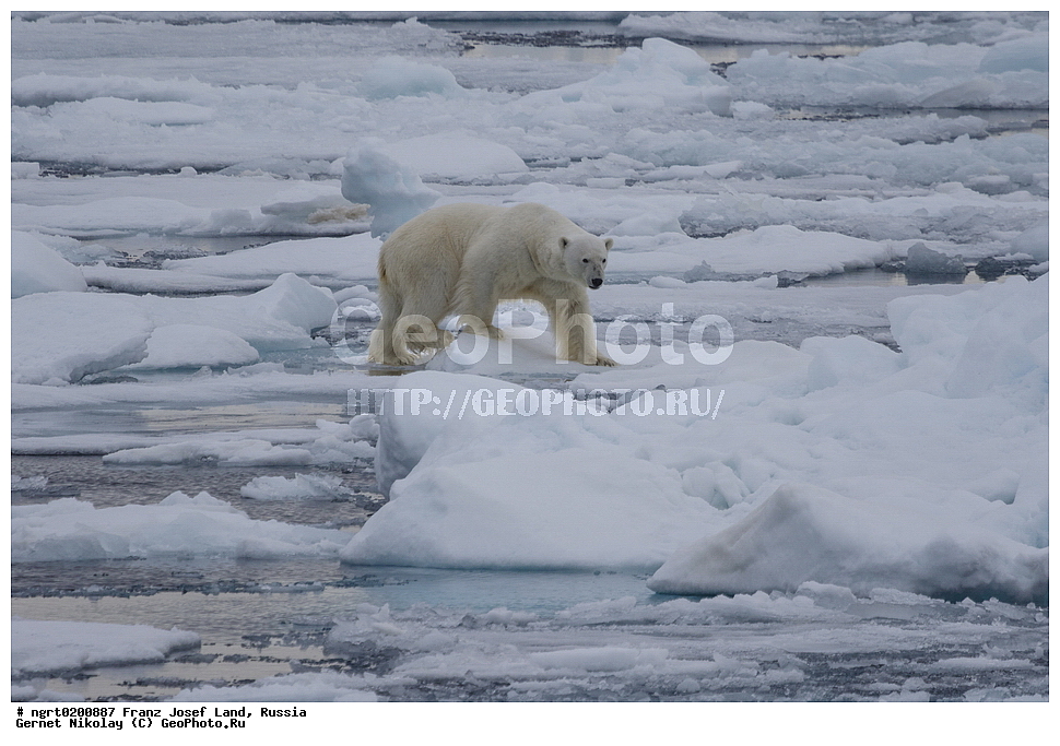  ������������� �������, �������, �������� ��������� �����, ���������, ���, ����� ������ ������, ������, ������ ��������, ��������, ��������, ������� �������������, ������� �������������, ������� �����, ������� �����, XYZ, ��������, Ursidae, ����� �������, �������� �������, �������� �������, ������� �������, �����, �����, ����, Ursus maritimus, Thalarctos maritimus, �������, ������