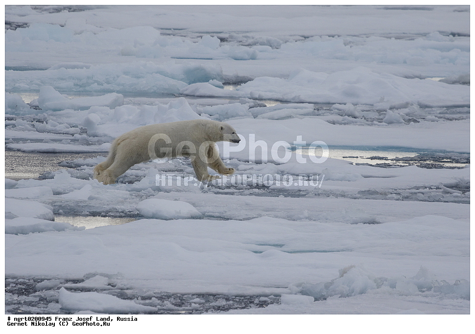  ������������� �������, �������, �������� ��������� �����, ���������, ���, ����� ������ ������, ������, ������ ��������, ��������, ��������, ������� �������������, ������� �������������, ������� �����, ������� �����, XYZ, ��������, Ursidae, ����� �������, �������� �������, �������� �������, ������� �������, �����, �����, ����, Ursus maritimus, Thalarctos maritimus, �������, ������