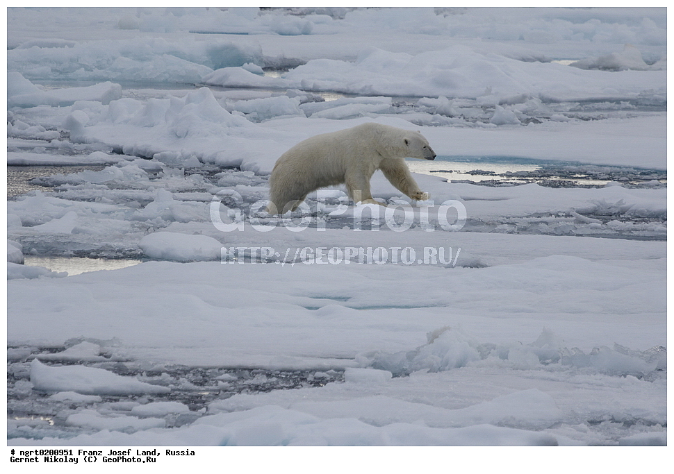  ������������� �������, �������, �������� ��������� �����, ���������, ���, ����� ������ ������, ������, ������ ��������, ��������, ��������, ������� �������������, ������� �������������, ������� �����, ������� �����, XYZ, ��������, Ursidae, ����� �������, �������� �������, �������� �������, ������� �������, �����, �����, ����, Ursus maritimus, Thalarctos maritimus, �������, ������