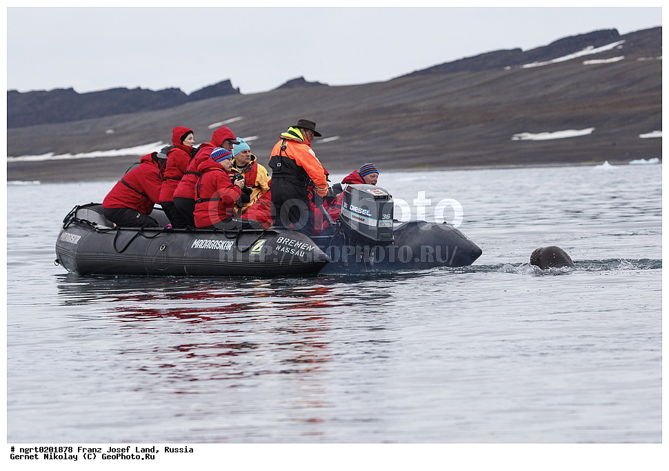 ������������� �������, �������, �������� ��������� �����, ���������, ���, ����� ������ ������, ������, ���������� �������, �������, ��������, ��������, ������� �������������, ������� �������������, ������� �����, ������� �����, XYZ, ��������, Odobenidae, ����, Odobenus rosmarus, ������������� ����, Odobenus rosmarus rosmarus