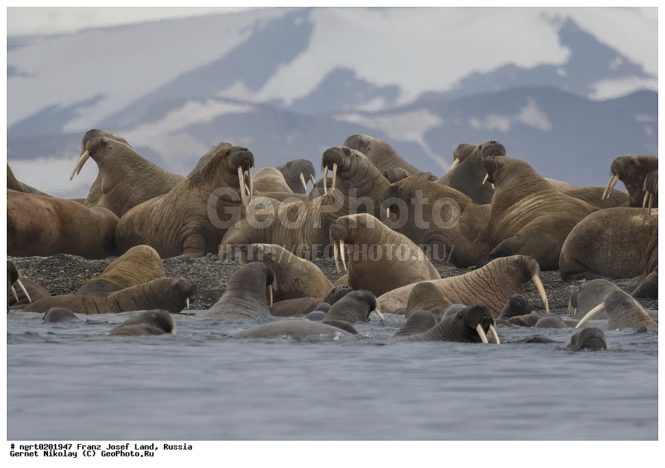  ������������� �������, �������, �������� ��������� �����, ���������, ���, ����� ������ ������, ������, ���������� �������, ��������, ��������, ������� �������������, ������� �������������, ������� �����, ������� �����, XYZ, ��������, Odobenidae, ����, Odobenus rosmarus, ������������� ����, Odobenus rosmarus rosmarus