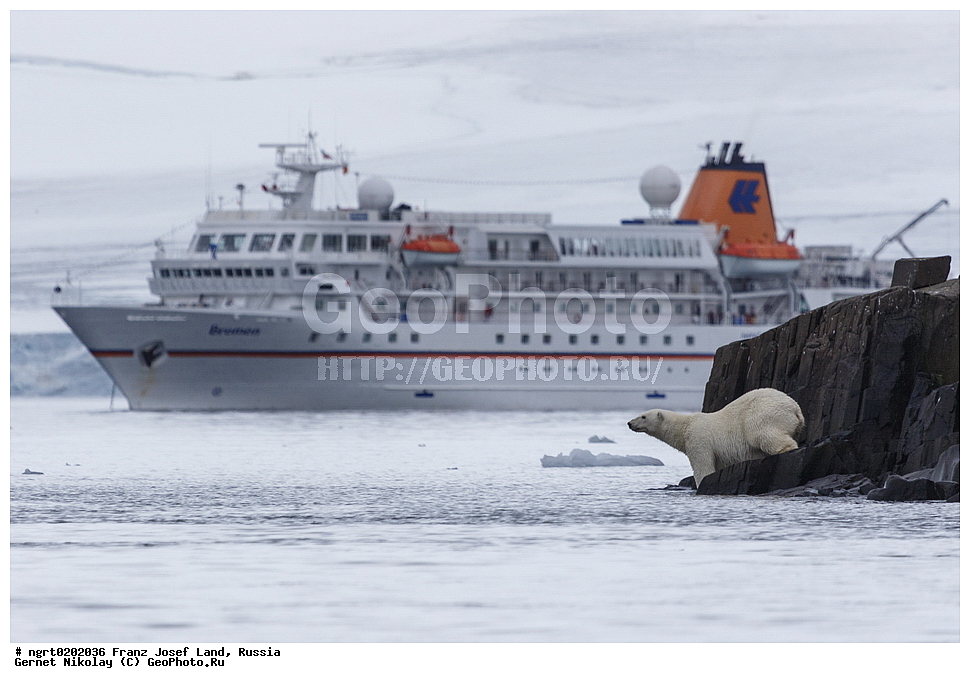 ������������� �������, �������, �������� ��������� �����, ���������, ���, ����� ������ ������, ������, ���������� �������, �������, ��������, ��������, �������, ������, �������������, �������������, �����, �����, ������� �������������, ������� �������������, ������� �����, �������, XYZ, ��������, Ursidae, ����� �������, �������� �������, �������� �������, ������� �������, �����, �����, ����, Ursus maritimus, Thalarctos maritimus