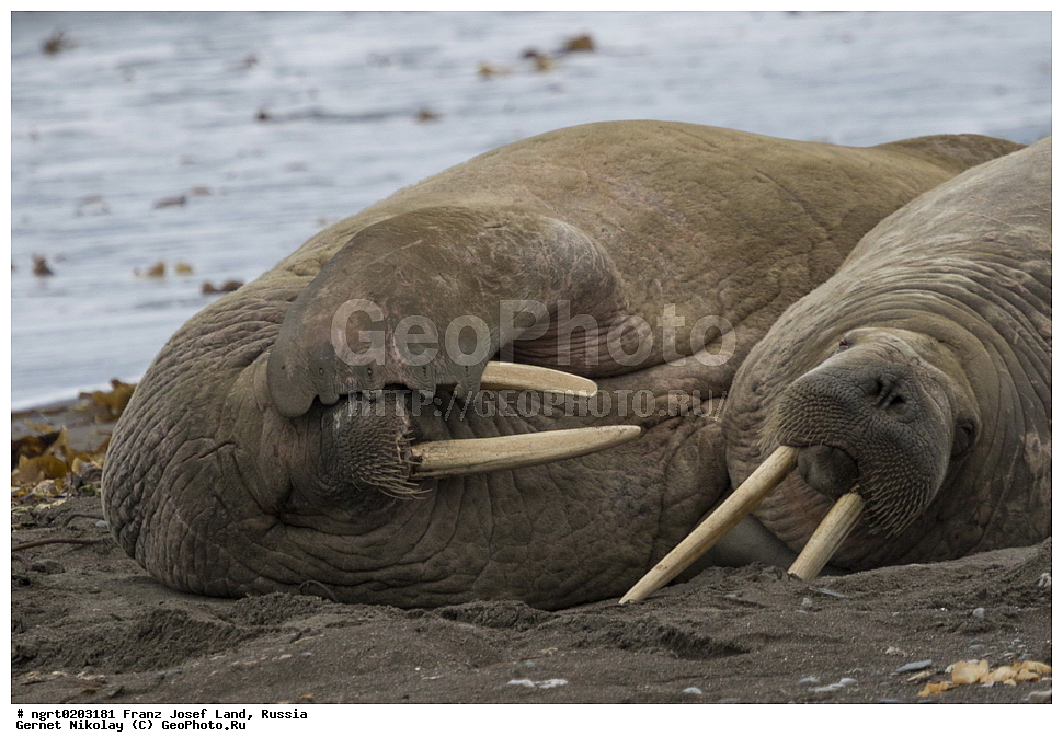  ������������� �������, �������, �������� ��������� �����, ���������, ���, ����� ������ ������, ������, ���������� �������, ��������, ��������, ������� �������������, ������� �������������, ������� �����, ������� �����, XYZ, ��������, Odobenidae, ����, Odobenus rosmarus, ������������� ����, Odobenus rosmarus rosmarus