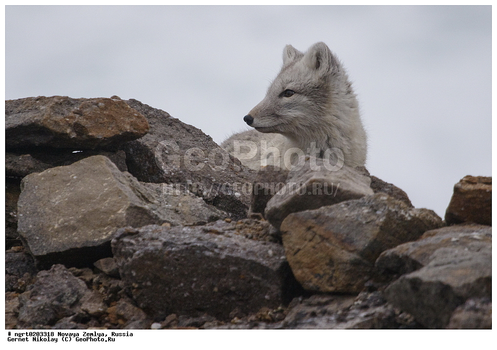 �������, ��������, ���������, �����, ���������, ������, �������� ���������� �����, �������� ��, ��� �������, ����� �����, ��������� ����, ������� ����, ��������, ��������, �������, ������, �������������, �������������, �����, �����, XYZ ������, �������, ������, Canidae, �����, �������� ������, Alopex Lagopus, Vulpes lagopus, ����������� ����