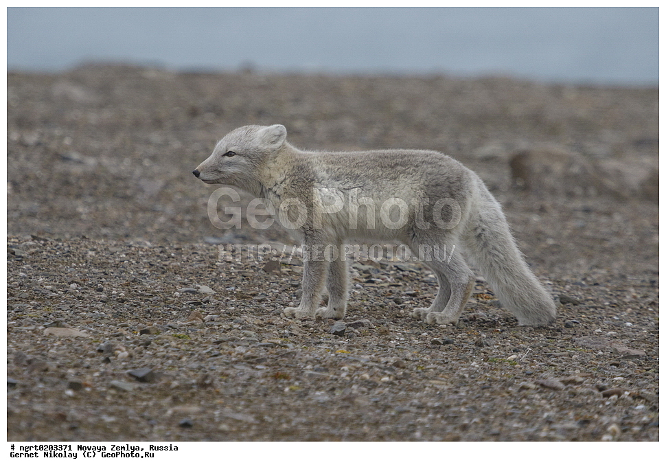 �������, ��������, ���������, �����, ���������, ������, �������� ���������� �����, �������� ��, ��� �������, ����� �����, ��������� ����, ������� ����, ��������, ��������, �������, ������, �������������, �������������, �����, �����, XYZ ������, �������, ������, Canidae, �����, �������� ������, Alopex Lagopus, Vulpes lagopus, ����������� ����