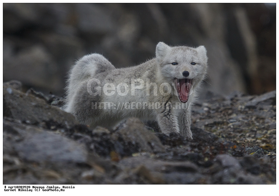 �������, ��������, ���������, �����, ���������, ������, �������� ���������� �����, �������� ��, ��� �������, ����� �����, ��������� ����, ������� ����, ��������, ��������, �������, ������, �������������, �������������, �����, �����, XYZ ������, �������, ������, Canidae, �����, �������� ������, Alopex Lagopus, Vulpes lagopus, ����������� ����