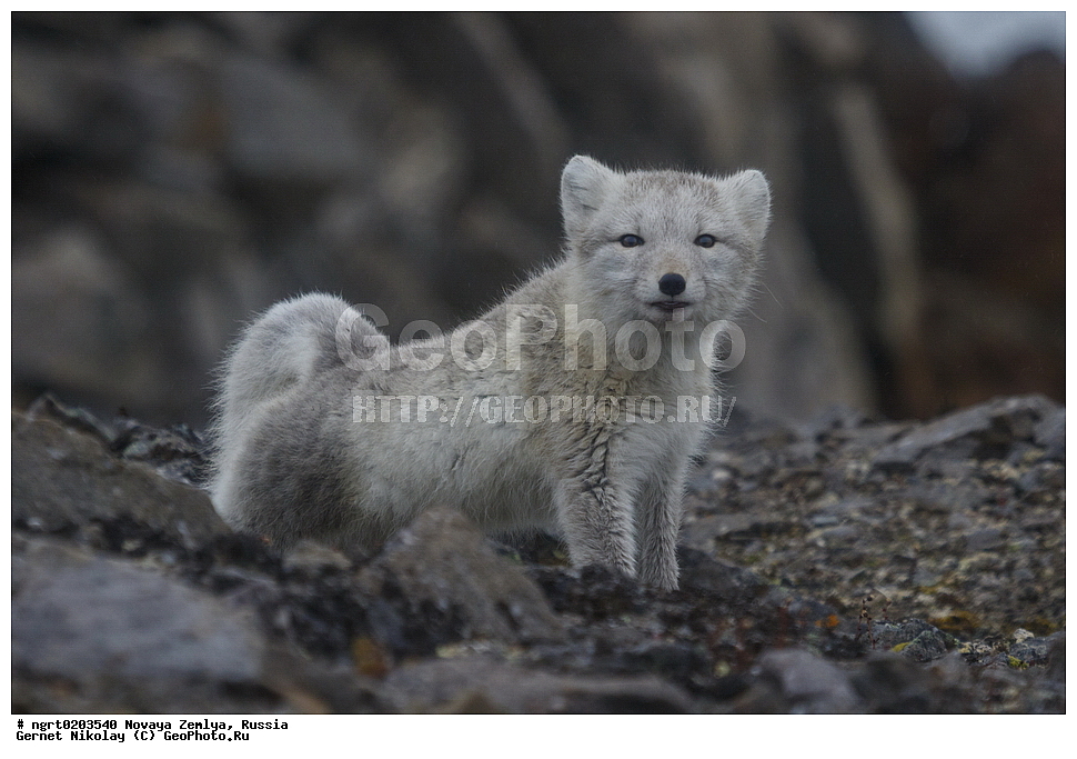 �������, ��������, ���������, �����, ���������, ������, �������� ���������� �����, �������� ��, ��� �������, ����� �����, ��������� ����, ������� ����, ��������, ��������, �������, ������, �������������, �������������, �����, �����, XYZ ������, �������, ������, Canidae, �����, �������� ������, Alopex Lagopus, Vulpes lagopus, ����������� ����