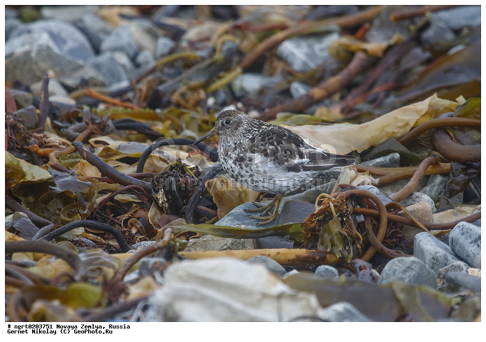 �������, ��������, ���������, �����, ���������, ������, �������� ���������� �����, �������� ��, ��� �������, ����� �����, ��������� ����, ������� ����, ��������, ��������, ��������, �����������, �����, �����, �����, ������, XYZ, ���������, Scolopacidae, ������� ��������, Calidris maritima